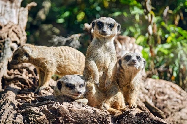 Meerkats (Suricata suricatta) Meerkats (Suricata suricatta) at the Eisenberg Zoo 20260820MIC0362