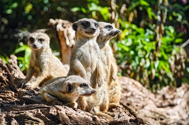 Meerkats (Suricata suricatta) Meerkats (Suricata suricatta) at the Eisenberg Zoo 20260820MIC0396