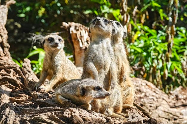 Meerkats (Suricata suricatta) Meerkats (Suricata suricatta) at the Eisenberg Zoo 20260820MIC0402