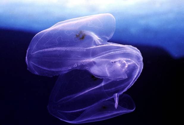 Tauchen in der Karibik, Riesenqualle, Karibik, Mittelamerika Diving in the Caribbean, Giant jellyfish, Caribbean, Central America Copyright: imageBROKER McPHOTOx xMichaelxDe iblbhj10178800.jpg