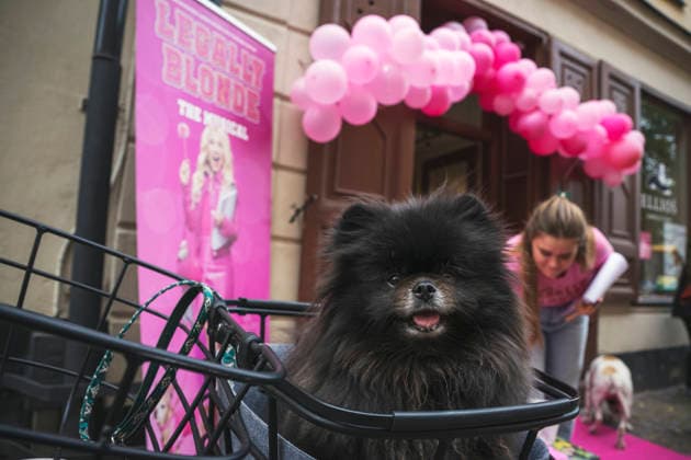 STOCKHOLM20260828 Öppen audition för hundar för de omtyckta rollerna Bruiser och Rufus till teateruppsättningen Legally Blonde - The musical som har premiär den 16 oktober pa Södra teatern. STOCKHOLM SVERIGE x12270x *** STOCKHOLM20260828 Open auditions for dogs for the popular roles of Bruiser and Rufus in the theater production *Legally Blonde: The Musical*, which premieres on October 16 at Södra Teatern, STOCKHOLM, SWEDEN x12270x  Copyright: xMartinxPahlmblad TTx AUDITION FÖR HUNDAR H4fCpYgvE2w