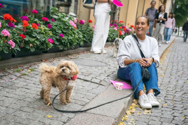 STOCKHOLM20260828 Öppen audition för hundar för de omtyckta rollerna Bruiser och Rufus till teateruppsättningen Legally Blonde - The musical som har premiär den 16 oktober pa Södra teatern. STOCKHOLM SVERIGE x12270x *** STOCKHOLM20260828 Open audition for dogs for the popular roles of Bruiser and Rufus in the theater production *Legally Blonde: The Musical*, which premieres on October 16 at Södra Teatern, STOCKHOLM, SWEDEN x12270x  Copyright: xMartinxPahlmblad TTx AUDITION FÖR HUNDAR vsgf1xT0Ql4