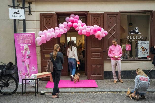 STOCKHOLM20260828 Öppen audition för hundar för de omtyckta rollerna Bruiser och Rufus till teateruppsättningen Legally Blonde - The musical som har premiär den 16 oktober pa Södra teatern. STOCKHOLM SVERIGE x12270x *** STOCKHOLM20260828 Open audition for dogs for the popular roles of Bruiser and Rufus in the theater production *Legally Blonde: The Musical*, which premieres on October 16 at Södra Teatern, STOCKHOLM, SWEDEN x12270x  Copyright: xMartinxPahlmblad TTx AUDITION FÖR HUNDAR zgMtKjn171s