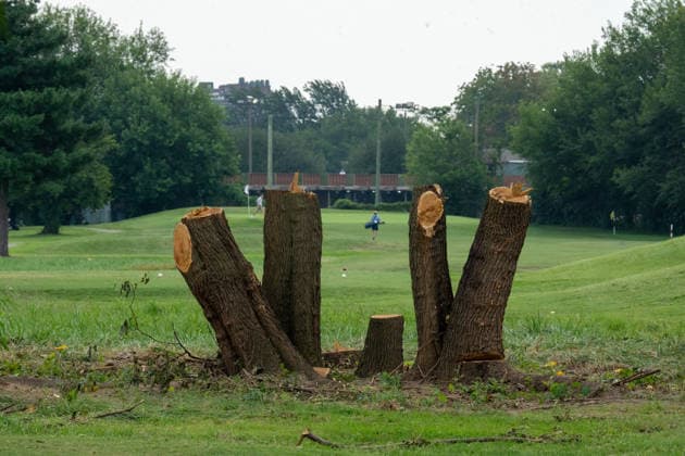 August 28, 2026, Washington, Dc, USA: Work crews have begun cutting down trees in the East Potomac Golf Course in Washington, D.C. on August 28, 2026. Officials say this is routine maintenance, but others fear President Trump is moving to renovate the golf course without the proper approval process. Washington USA - ZUMAl312 20260828_znp_l312_014 Copyright: xAndrewxLeydenx