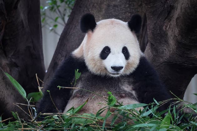 Chongqing Zoo Giant Panda Giant panda Liangyue eating bamboo at Chongqing Zoo, China on August 29, 2026. Chongqing Chongqing China  Copyright: xCFOTOx i1788026364157