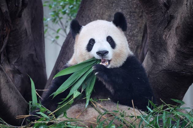 Chongqing Zoo Giant Panda Giant panda Liangyue eating bamboo at Chongqing Zoo, China on August 29, 2026. Chongqing Chongqing China  Copyright: xCFOTOx i1788026364714