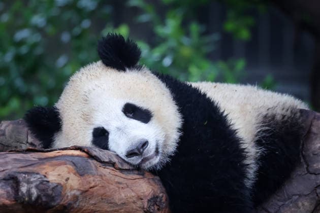 Chongqing Zoo Giant Panda Giant panda Wangshu sleeping at Chongqing Zoo, China on August 29, 2026. Chongqing Chongqing China  Copyright: xCFOTOx i1788026364996
