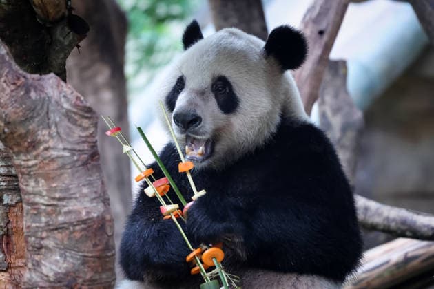 Chongqing Zoo Giant Panda Giant panda Qibao eating grilled skewers at Chongqing Zoo, China on August 29, 2026. Chongqing Chongqing China  Copyright: xCFOTOx i1788026365528