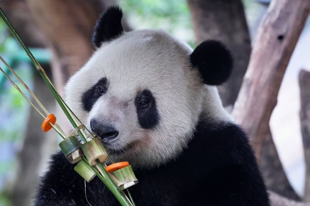 Chongqing Zoo Giant Panda Giant panda Qibao eating grilled skewers at Chongqing Zoo, China on August 29, 2026. Chongqing Chongqing China  Copyright: xCFOTOx i1788026365931