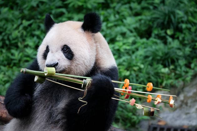 Chongqing Zoo Giant Panda Giant panda Qizhen eating grilled skewers at Chongqing Zoo, China on August 29, 2026. Chongqing Chongqing China  Copyright: xCFOTOx i1788026366122