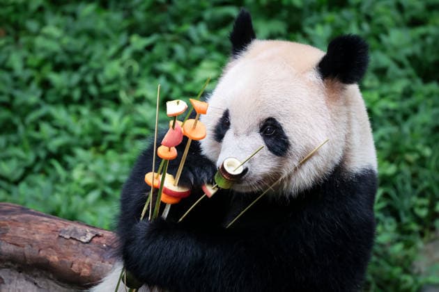 Chongqing Zoo Giant Panda Giant panda Qizhen eating grilled skewers at Chongqing Zoo, China on August 29, 2026. Chongqing Chongqing China  Copyright: xCFOTOx i1788026366342