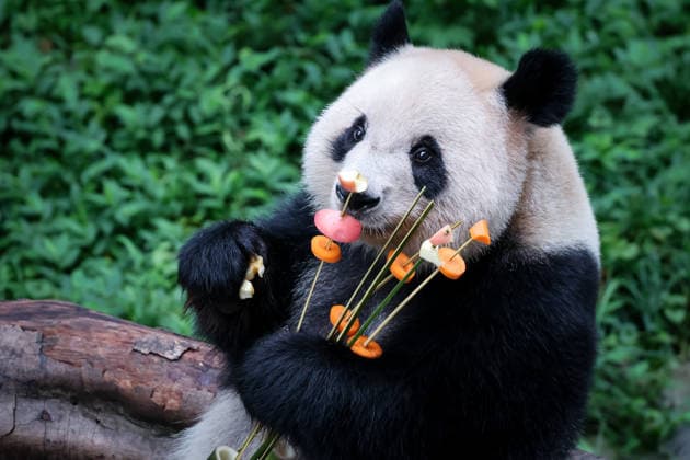 Chongqing Zoo Giant Panda Giant panda Qizhen eating grilled skewers at Chongqing Zoo, China on August 29, 2026. Chongqing Chongqing China  Copyright: xCFOTOx i1788026366541