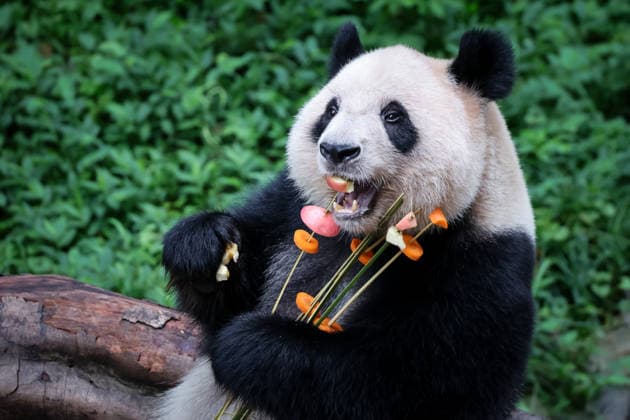 Chongqing Zoo Giant Panda Giant panda Qizhen eating grilled skewers at Chongqing Zoo, China on August 29, 2026. Chongqing Chongqing China  Copyright: xCFOTOx i1788026366739