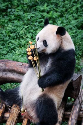 Chongqing Zoo Giant Panda Giant panda Qizhen eating grilled skewers at Chongqing Zoo, China on August 29, 2026. Chongqing Chongqing China  Copyright: xCFOTOx i1788026366908