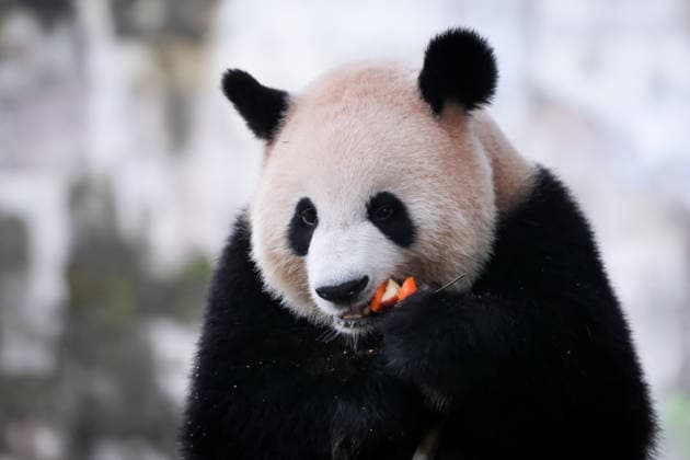Chongqing Zoo Giant Panda Giant panda Liangyue eating grilled skewers at Chongqing Zoo, China on August 29, 2026. Chongqing Chongqing China  Copyright: xCFOTOx i1788026367077