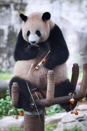 Chongqing Zoo Giant Panda Giant panda Liangyue eating grilled skewers at Chongqing Zoo, China on August 29, 2026. Chongqing Chongqing China  Copyright: xCFOTOx i1788026367398