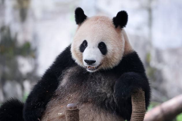 Chongqing Zoo Giant Panda Giant Panda Liangyue Playing at Chongqing Zoo, China on August 29, 2026. Chongqing Chongqing China  Copyright: xCFOTOx i1788026367566