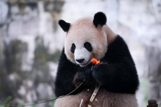 Chongqing Zoo Giant Panda Giant panda Liangyue eating grilled skewers at Chongqing Zoo, China on August 29, 2026. Chongqing Chongqing China  Copyright: xCFOTOx i1788026367237