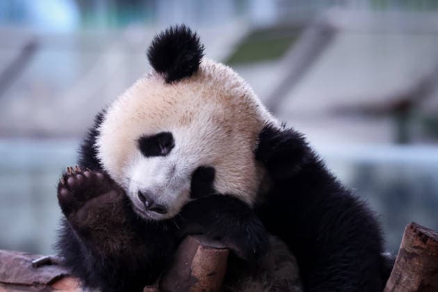 Chongqing Zoo Giant Panda Giant panda Wangshu sleeping at Chongqing Zoo, China on August 29, 2026. Chongqing Chongqing China  Copyright: xCFOTOx i1788026367904