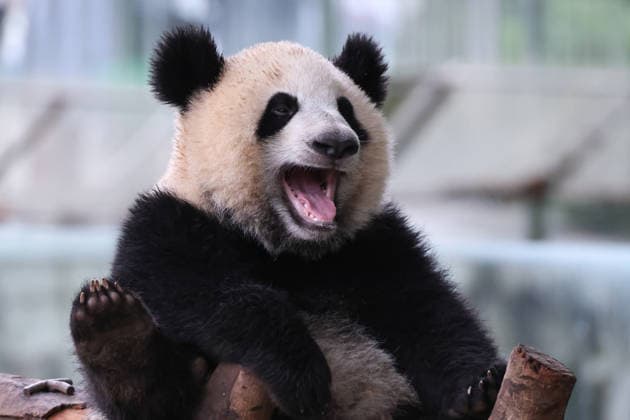 Chongqing Zoo Giant Panda Giant panda Wangshu yawning at Chongqing Zoo, China on August 29, 2026. Chongqing Chongqing China  Copyright: xCFOTOx i1788026368056