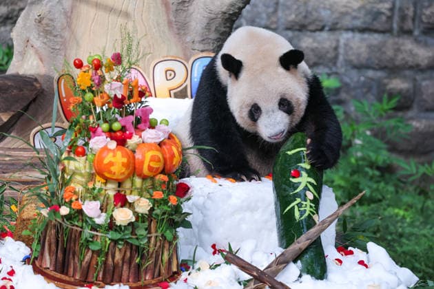 CHONGQING, CHINA - AUGUST 30: Giant panda Ding Ding is seen during his 11th birthday celebration at Chongqing Zoo on August 30, 2026 in Chongqing, China. Chongqing Zoo prepared a birthday party for Ding Ding with fruit and vegetable cakes, snow beds and rose petals, attracting numerous domestic and international visitors.  Copyright: xVCGx 111663034496