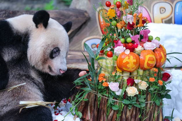 CHONGQING, CHINA - AUGUST 30: Giant panda Ding Ding is seen during his 11th birthday celebration at Chongqing Zoo on August 30, 2026 in Chongqing, China. Chongqing Zoo prepared a birthday party for Ding Ding with fruit and vegetable cakes, snow beds and rose petals, attracting numerous domestic and international visitors.  Copyright: xVCGx 111663034497