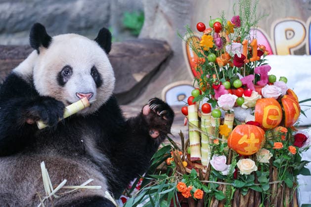 CHONGQING, CHINA - AUGUST 30: Giant panda Ding Ding is seen during his 11th birthday celebration at Chongqing Zoo on August 30, 2026 in Chongqing, China. Chongqing Zoo prepared a birthday party for Ding Ding with fruit and vegetable cakes, snow beds and rose petals, attracting numerous domestic and international visitors.  Copyright: xVCGx 111663034498