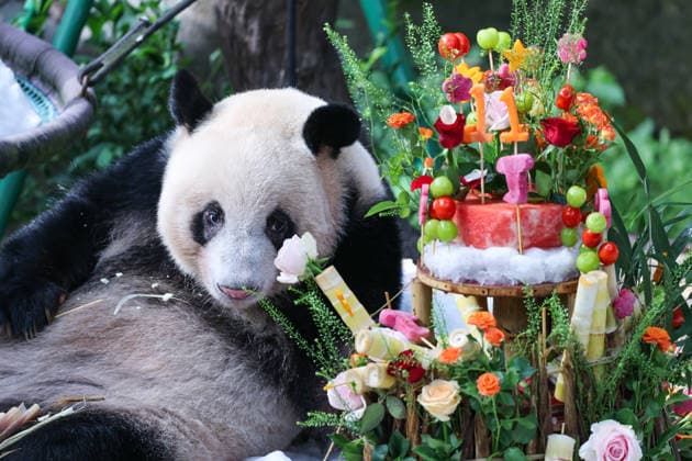 CHONGQING, CHINA - AUGUST 30: Giant panda Ding Ding is seen during his 11th birthday celebration at Chongqing Zoo on August 30, 2026 in Chongqing, China. Chongqing Zoo prepared a birthday party for Ding Ding with fruit and vegetable cakes, snow beds and rose petals, attracting numerous domestic and international visitors.  Copyright: xVCGx 111663034499