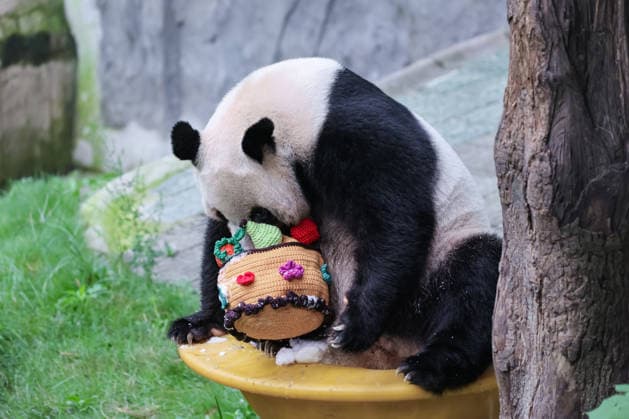 CHONGQING, CHINA - AUGUST 30: Giant panda Ding Ding is seen during his 11th birthday celebration at Chongqing Zoo on August 30, 2026 in Chongqing, China. Chongqing Zoo prepared a birthday party for Ding Ding with fruit and vegetable cakes, snow beds and rose petals, attracting numerous domestic and international visitors.  Copyright: xVCGx 111663034490
