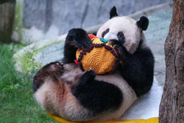 CHONGQING, CHINA - AUGUST 30: Giant panda Ding Ding is seen during his 11th birthday celebration at Chongqing Zoo on August 30, 2026 in Chongqing, China. Chongqing Zoo prepared a birthday party for Ding Ding with fruit and vegetable cakes, snow beds and rose petals, attracting numerous domestic and international visitors.  Copyright: xVCGx 111663034492