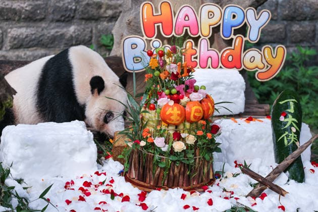 CHONGQING, CHINA - AUGUST 30: Giant panda Ding Ding is seen during his 11th birthday celebration at Chongqing Zoo on August 30, 2026 in Chongqing, China. Chongqing Zoo prepared a birthday party for Ding Ding with fruit and vegetable cakes, snow beds and rose petals, attracting numerous domestic and international visitors.  Copyright: xVCGx 111663034494