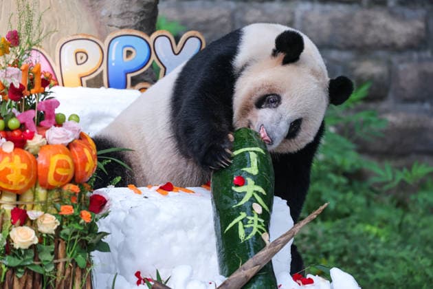 CHONGQING, CHINA - AUGUST 30: Giant panda Ding Ding is seen during his 11th birthday celebration at Chongqing Zoo on August 30, 2026 in Chongqing, China. Chongqing Zoo prepared a birthday party for Ding Ding with fruit and vegetable cakes, snow beds and rose petals, attracting numerous domestic and international visitors.  Copyright: xVCGx 111663034495