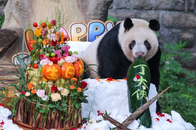CHONGQING, CHINA - AUGUST 30: Giant panda Ding Ding is seen during his 11th birthday celebration at Chongqing Zoo on August 30, 2026 in Chongqing, China. Chongqing Zoo prepared a birthday party for Ding Ding with fruit and vegetable cakes, snow beds and rose petals, attracting numerous domestic and international visitors.  Copyright: xVCGx 111663034486