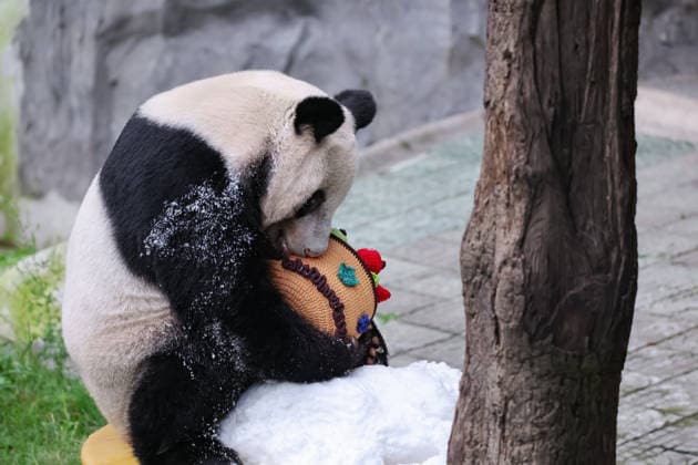 CHONGQING, CHINA - AUGUST 30: Giant panda Ding Ding is seen during his 11th birthday celebration at Chongqing Zoo on August 30, 2026 in Chongqing, China. Chongqing Zoo prepared a birthday party for Ding Ding with fruit and vegetable cakes, snow beds and rose petals, attracting numerous domestic and international visitors.  Copyright: xVCGx 111663034489
