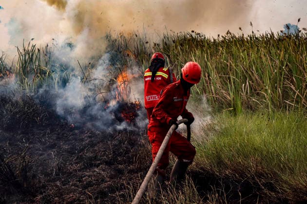 Peatland Fire In South Sumatra A Manggala Agni firefighter works to extinguish a peatland fire in Arisanjaya Village, Ogan Ilir, South Sumatra, on August 30, 2006. South Sumatra Indonesia  Copyright: xSigitxPrasetyax originalFilename: prasetya-notitle260830_npos7.jpg