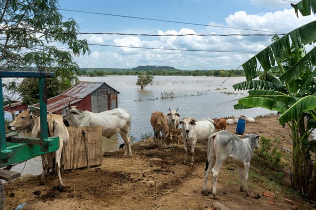 Flooded Kratie braces for another round of flooding KRATIE, CAMBODIA - AUGUST 30: Farmers in affected agricultural areas navigate boats through their fields or wade through the water, while livestock and farm equipment have been moved to higher ground along roads that remain above the floodwaters as more than 4,000 hectares of rice fields have been inundated by floods across four provinces, including Kratie province, Cambodia, as seen on August 30, 2026. Magdalena Chodownik Anadolu Kratie Cambodia. Editorial use only. Please get in touch for any other usage.  Copyright: x2026xAnadoluxMagdalenaxChodownikx