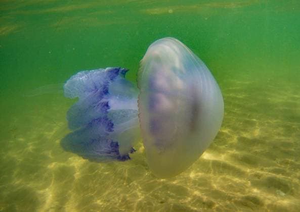 floating jellyfish under water in the Black Sea on a summer day Copyright: xndankox Panthermedia77149906.jpg