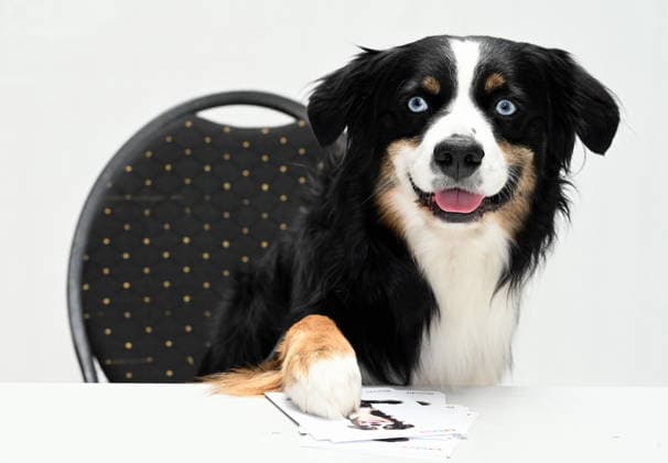 Bandit the dog poses at the big fan gathering and awards ceremony for the RTL series *Unter Uns*