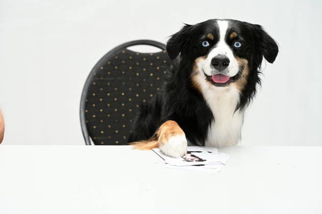 Bandit the dog poses at the big fan gathering and awards ceremony for the RTL series *Unter Uns*