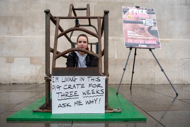 News Bilder des Tages #2 September 2, 2026, London, United Kingdom: Animal rights activist, Michelle Farnham looks into the camera as she spends her second day in the cage outside the National Gallery at the Trafalgar Square in London. Animal Rising organisation staged a campaign for three weeks with a supporter Michelle Farnham who will live, eat and sleep in a pig farrowing crate at the Trafalgar Square in London, UK. Animal Rising organisation campaigns to end factory farming by 2040 because of the animal cruelties and serious health issues of the animals in these farms. Also the health affect at nearby population around these farms. London United Kingdom - ZUMAs197 20260902_aaa_s197_162 Copyright: xKrisztianxElekx