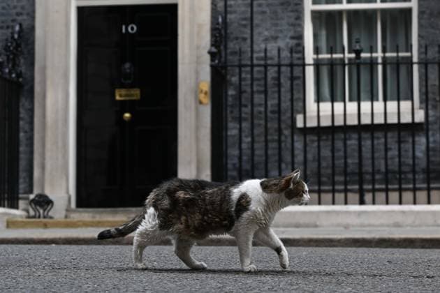 Downing Street s mascot Larry spotted during Macron s visit LONDON, UNITED KINGDOM - SEPTEMBER 3: Larry, the Downing Street cat, is seen near 10 Downing Street during French President Emmanuel Macron s visit to the UK Prime Minister s Office in London, United Kingdom, on September 3, 2026. Rasid Necati Aslim Anadolu London United Kingdom. Editorial use only. Please get in touch for any other usage.  Copyright: x2026xAnadoluxRasidxNecatixAslimx