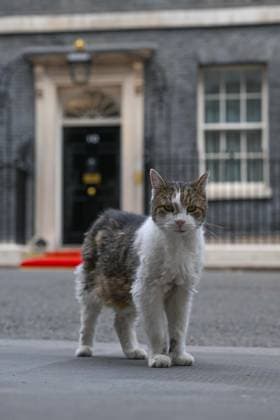 Downing Street s mascot Larry spotted during Macron s visit LONDON, UNITED KINGDOM - SEPTEMBER 3: Larry, the Downing Street cat, is seen near 10 Downing Street during French President Emmanuel Macron s visit to the UK Prime Minister s Office in London, United Kingdom, on September 3, 2026. Rasid Necati Aslim Anadolu London United Kingdom. Editorial use only. Please get in touch for any other usage.  Copyright: x2026xAnadoluxRasidxNecatixAslimx