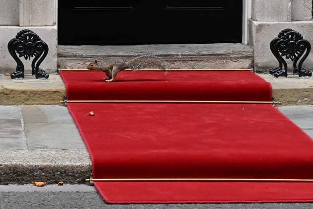 Downing Street s mascot Larry spotted during Macron s visit LONDON, UNITED KINGDOM - SEPTEMBER 3: A squirrel is seen near 10 Downing Street during French President Emmanuel Macron s visit to the Prime Minister s Office in London, United Kingdom, on September 3, 2026. Rasid Necati Aslim Anadolu London United Kingdom. Editorial use only. Please get in touch for any other usage.  Copyright: x2026xAnadoluxRasidxNecatixAslimx