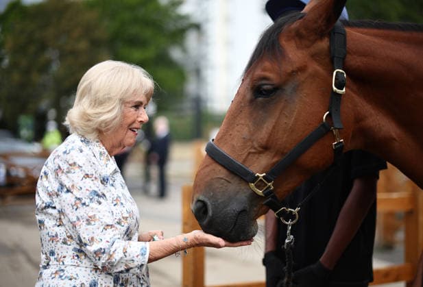 Entertainment Bilder des Tages Queen Camilla visits Ebony Horse Club Britain s Queen Camilla feeds a polo mint to a horse as she meets with staff and volunteers during her visit to the Ebony Horse Club in south London on September 3, 2026, to mark the youth charity and community riding centre s 30th anniversary., Credit:HENRY NICHOLLS PA ROTA - B68 Avalon United Kingdom, London  Copyright: xHENRYxNICHOLLSx xPAxROTAx-xB68x xAvalonx 1130433077