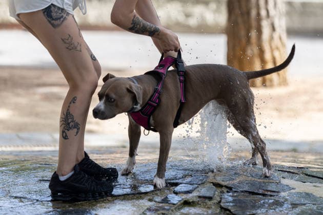 Entertainment Bilder des Tages Cloudy skies and rising low temperatures tomorrow, Saturday, in Madrid. A dog cools off in a fountain on September 4, 2026, in Madrid, Spain. The forecast from the State Meteorological Agency (AEMET) for the Community of Madrid this Saturday calls for a general rise in low temperatures, with maximum temperatures slightly lower or unchanged, and skies mostly cloudy with medium and high-level clouds. The wind will be light and variable, predominantly from the southeast during the middle of the day, with some moderate gusts in the afternoon. Additionally, light haze is expected, and light rain cannot be ruled out in the Sierra. SEPTEMBER 4, 2026 HEAT WEATHER CLIMATE SOURCE PERRO Madrid, Madrid, Spain  Copyright: xEduardoxParrax 7749157