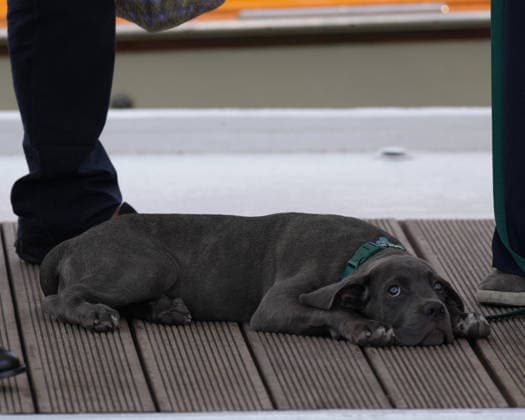 A dog arriving at the Hotel Excelsior Venice Lido Pier during the 83rd Venice International Film Festival on September 5, 2026, in Venice, Italy. Lucia Sabatelli, Venice, Italy  Copyright: xLuciaxSabatellix xBestimagexLuciaxSabatellix xBestimagex
