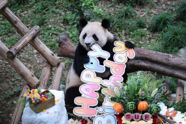 CHONGQING, CHINA - SEPTEMBER 13: Twin giant pandas Qi Zhen and Qi Bao celebrate their fifth birthday with a cake made of flowers, fruits and vegetables, a snow bed, dolls and a lounge chair at Chongqing Zoo on September 13, 2026 in Chongqing, China. The event attracted a large number of tourists and fans to watch.  Copyright: xVCGx 111666421393