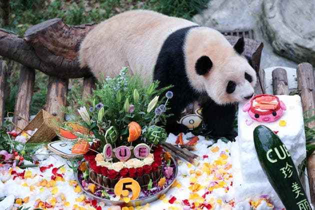 CHONGQING, CHINA - SEPTEMBER 13: Twin giant pandas Qi Zhen and Qi Bao celebrate their fifth birthday with a cake made of flowers, fruits and vegetables at Chongqing Zoo on September 13, 2026 in Chongqing, China. The zoo prepared gifts including a snow bed, dolls and lounge chairs for the pandas, attracting large numbers of visitors and fans.  Copyright: xVCGx 111666421398