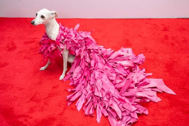 September 11, 2026, New York, New York, USA: KALA THE IGGY attends the Daily Front Row 13th annual Fashion Media Awards at the Rainbow Room in New York. 11 September 2026 New York USA  - ZUMAa265 20260911_zep_a265_036 Copyright: xEricxAcquayex