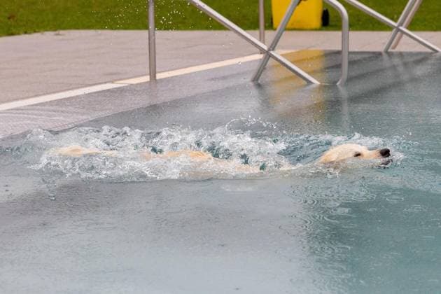 Dog Swimming at the Werne Outdoor Pool ** FOR EDITORIAL USE ONLY ** EDITORIAL USE ONLY ** p On Sunday, September 13, 2026, the Werne Outdoor Pool, part of Wasserwelten Bochum, opened its doors for the Dog Swim event in Germany, North Rhine-Westphalia, Bochum. Copyright MichaelxSchwalm Copyright: MichaelxSchwalm doc87l08ovl7ax1709ndwbt ,EDITORIAL USE ONLY Copyright: MichaelxSchwalm